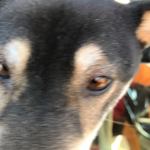 ピッザピッザピッザ - 