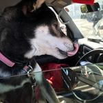 ピッザピッザピッザ - 