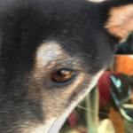 ピッザピッザピッザ - 