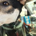 ピッザピッザピッザ - 