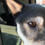 ピッザピッザピッザ - 