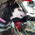 ピッザピッザピッザ - 