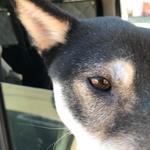 ピッザピッザピッザ - 