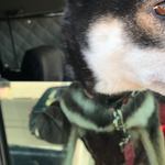 ピッザピッザピッザ - 