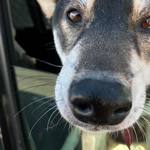 ピッザピッザピッザ - 