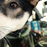 ピッザピッザピッザ - 