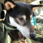 ピッザピッザピッザ - 