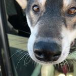 ピッザピッザピッザ - 