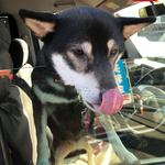 ピッザピッザピッザ - 