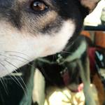 ピッザピッザピッザ - 