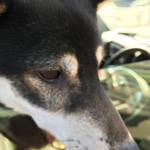 ピッザピッザピッザ - 