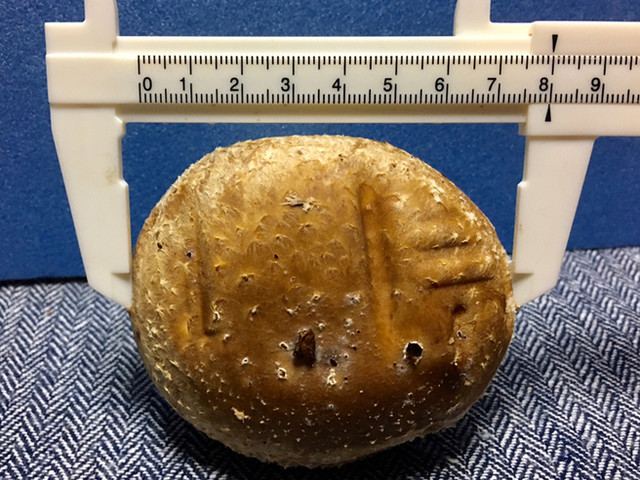 さくらっこ - 田尻（その他）の写真