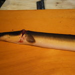 うなぎ屋酒坊・画荘 越後屋 - 貴重な天然鰻　あちき達の分　捌き