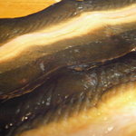 うなぎ屋酒坊・画荘 越後屋 - 天然鰻　串打ちアップ