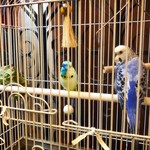 チムニー - セキセイインコのソラちゃん