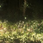 キャトルラパン - お店の外はキラキラ