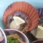 新島水産 - ヒオウギ貝　カラフルでしょ