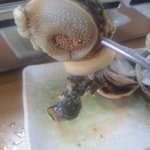 新島水産 - サザエ　良い感じに取れました。