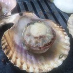 新島水産 - ヒオウギ貝　引っくり返すとこんな感じ