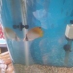 新島水産 - 水槽にいた魚