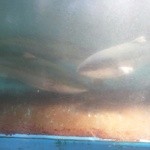 新島水産 - よ～く見ると