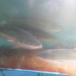 新島水産 - 何だかデッカイ魚が泳いでます。