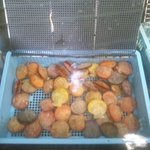 新島水産 - ヒオウギ貝