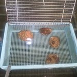 新島水産 - アワビのデッカイの