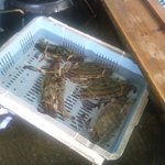 新島水産 - 渡り蟹