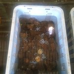 新島水産 - サザエ