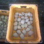 新島水産 - オオアサリ