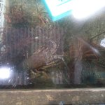 新島水産 - デッカイ伊勢海老