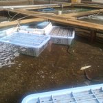 新島水産 - 見えます？　多分ハモ君