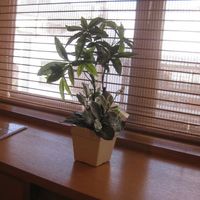 しら河 浄心本店 - 2階個室からの窓