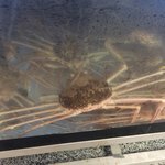 花のゆめ - 水槽の中は越前ガニ