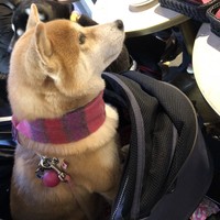 アニヴェルセル カフェ - テラスでみつけた、可愛い柴ちゃん
