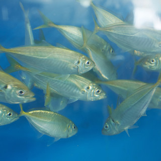 地元水产公司直营店的独特新鲜感！