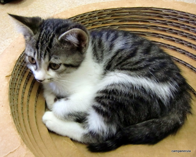 浅草ねこ園 浅草 つくばexp カフェ ネット予約可 食べログ 浅草ねこ園 浅草 つくばexp カフェ ネット予約可 食べログ