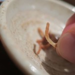 手打ち蕎麦 ほかげ - 揚げそば喰らう