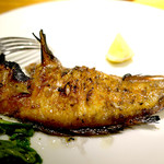 ドディチ・マッジョ - 