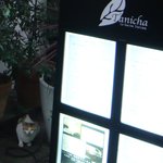 タニーチャ - いつも出会うネコくん(2011.6)