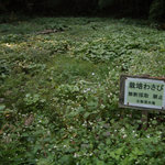 湧き水を利用した山葵栽培