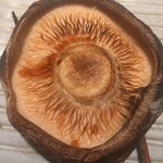 焼鳥 おみ乃 - どんこしいたけ