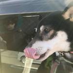 ピッザピッザピッザ - 