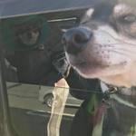 ピッザピッザピッザ - 