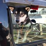 ピッザピッザピッザ - 