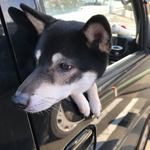 ピッザピッザピッザ - 