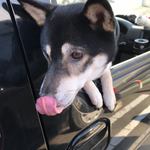 ピッザピッザピッザ - 