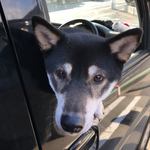 ピッザピッザピッザ - 