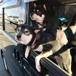 ピッザピッザピッザ - 